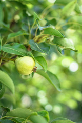 Leaves of the pear tree in the garden. natural farming. Stock background, photo