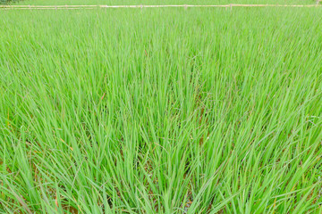 Green rice leaf background