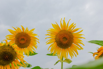 Obraz premium Sunflower in farm