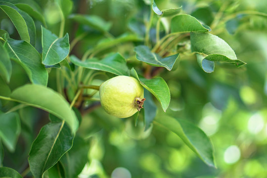 Leaves of the pear tree in the garden. natural farming. Stock background, photo
