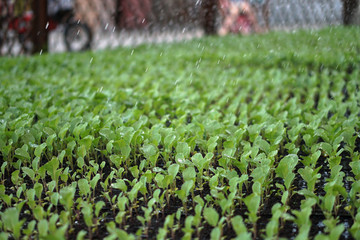 Selective Close-up of green seedling. Green salad growing from seed Farm garden in a greenhouse with watering plants. Stock background, photo