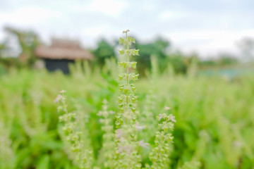 Basil leaf in farm