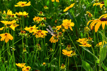 Obraz premium Wild flowers blossom in the park in summer