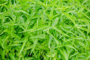 Green barleria leaf