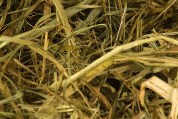 image of a needle in a haystack