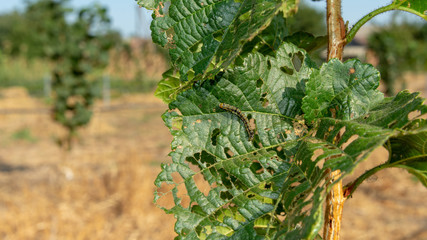 Diseases and pests of nuts and leaves of hazelnut bushes close-up. The concept of chemical garden protection. © Сергей Кучугурный