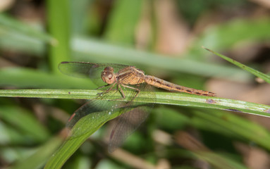 Paddyfield Parasol dragonfly photographed in Manas National Park, India
