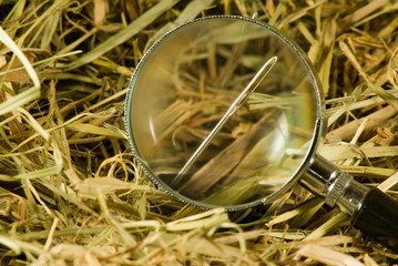 image of a magnifying glass and needles in a haystack