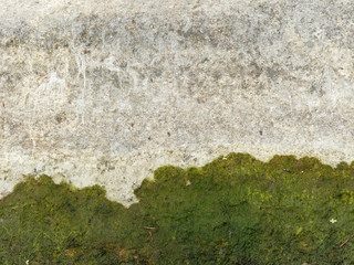 Moss growing on stone wall