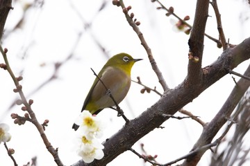 A wild bird "Japanese White-eye"