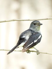 Oriental Magpie-Robin (Copsychus saularis ) in North Thailand