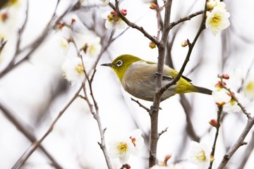 A wild bird 