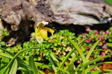 Lueang Krabi Orchid (Paphiopedilum exul ,Cordula exul ,Cypripedium exul) in Paphiopedilum genus which is rare Lady's slipper orchids that proclaim symbolizes flora of Krabi Province ,South of Thailand