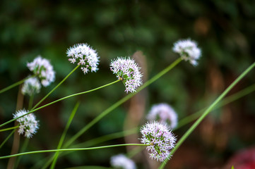 Wild flowers blossom in the park in summer
