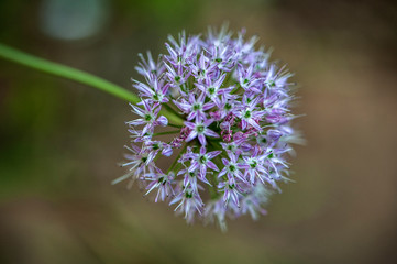 Wild flowers blossom in the park in summer