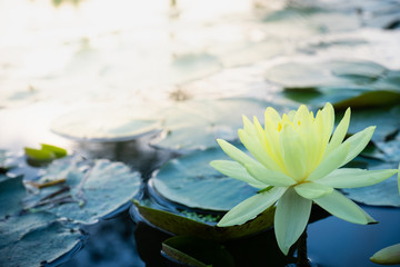 Beautiful yellow of water lily or lotus with with reflections on surface of water in pond. Side view and peace concept.