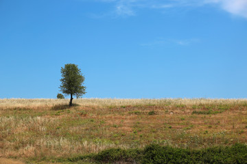 Green tree near Nea Skioni village in Greece