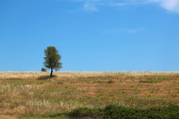 Fototapeta premium Green tree near Nea Skioni village in Greece