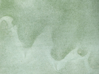 closeup Cactus leaves texture