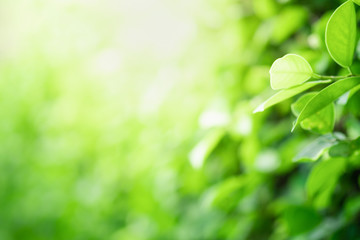 Close up beautiful view of nature green leaves on blurred greenery tree background with sunlight in public garden park. It is landscape ecology and copy space for wallpaper and backdrop.