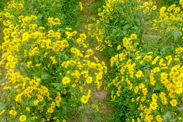 Chrysanthemum flower in farm