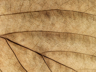 dry brown leaf texture