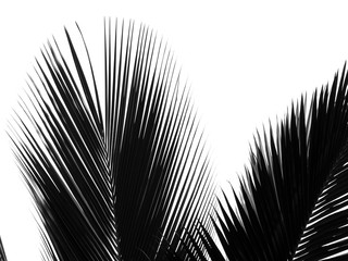Obraz premium beautiful palms leaf on white background