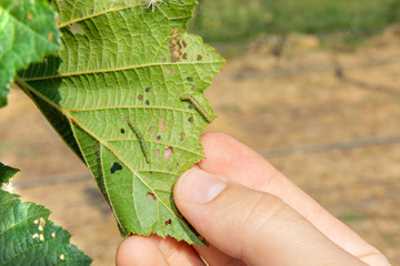 larvae caterpillar eats hazelnut nut leaves close-up macro. Walnut garden pests