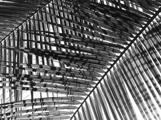 black and white palm leaf with sunlight