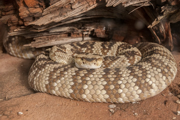 black-tailed rattlesnake