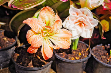 Close up of beautiful blooming colorful amaryllis Zombie (Amaryllis sonata) is hybrid double-flower amaryllis in flowerpot which is bulbous plant use as ornamental flowering plant in garden and park.