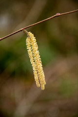 Close up image of Hazel catkins