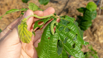 larvae caterpillar eats hazelnut nut leaves close-up macro. Walnut garden pests