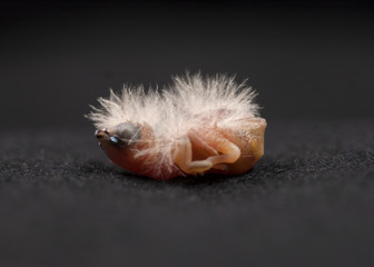 Zebrafink zebra finch Küken chick baby (0088)