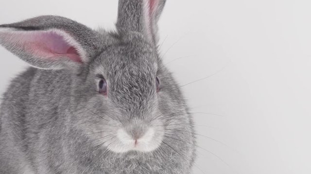 Gray rabbit on a white background isolated