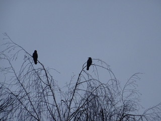 Zwei Vögel auf dem Baum