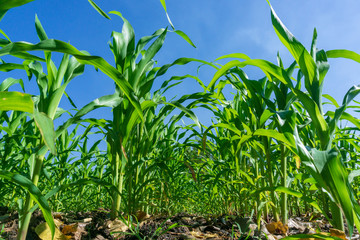 Corn leaves, color on the farm and blue sky.