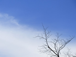 Fototapeta na wymiar Dead tree branch against blue sky
