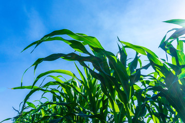 Corn leaves, color on the farm and blue sky.