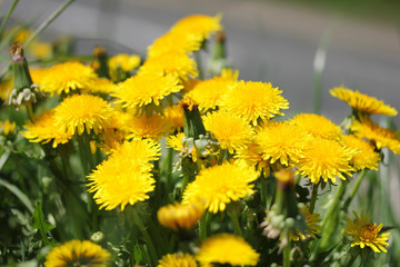 Yellow dandelions on spring sunny day