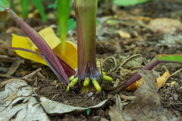 The root of the stem of the corn tree, air roots.