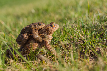 toad migration