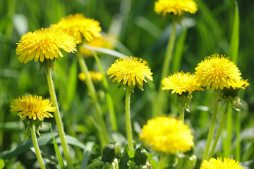 Yellow dandelions on spring sunny day