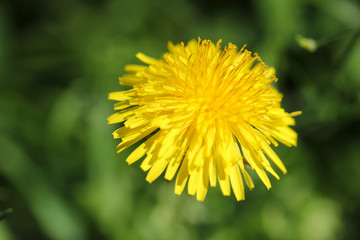 Yellow dandelion on spring sunny day
