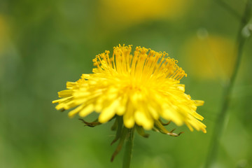 Yellow dandelion on spring sunny day