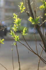 Light-green new leaves of lilac twigs in spring