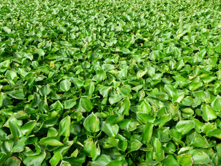 Water Hyacinth cover on a pond