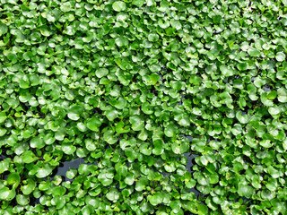 Fototapeta premium Water Hyacinth cover on a pond