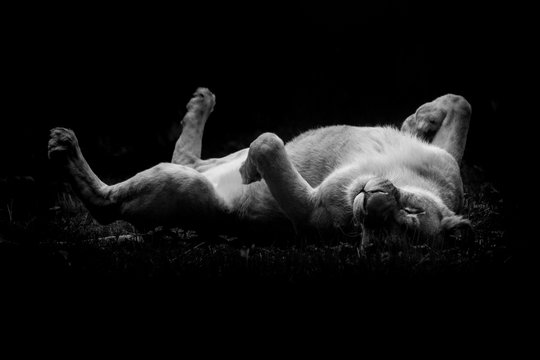 lion lionne dos chat content heureux afrique savane frotter rigolo marrant position herbe pattes dormir se reposer