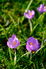 Violet spring crocuses meadow